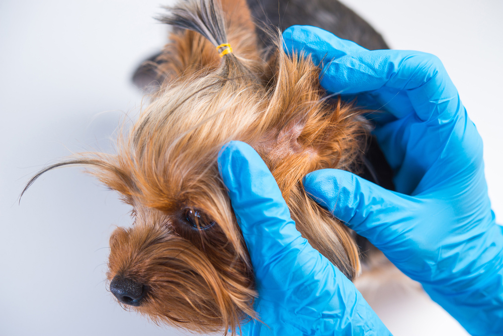 dog's skin being examined on by its veterinarian
