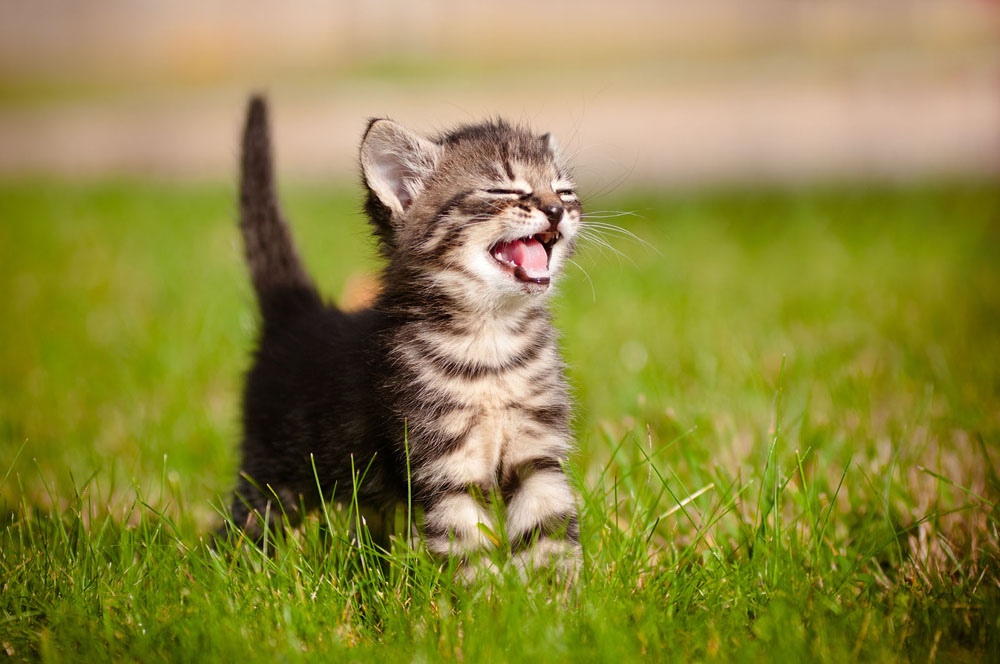 small cat sneezing in the grass