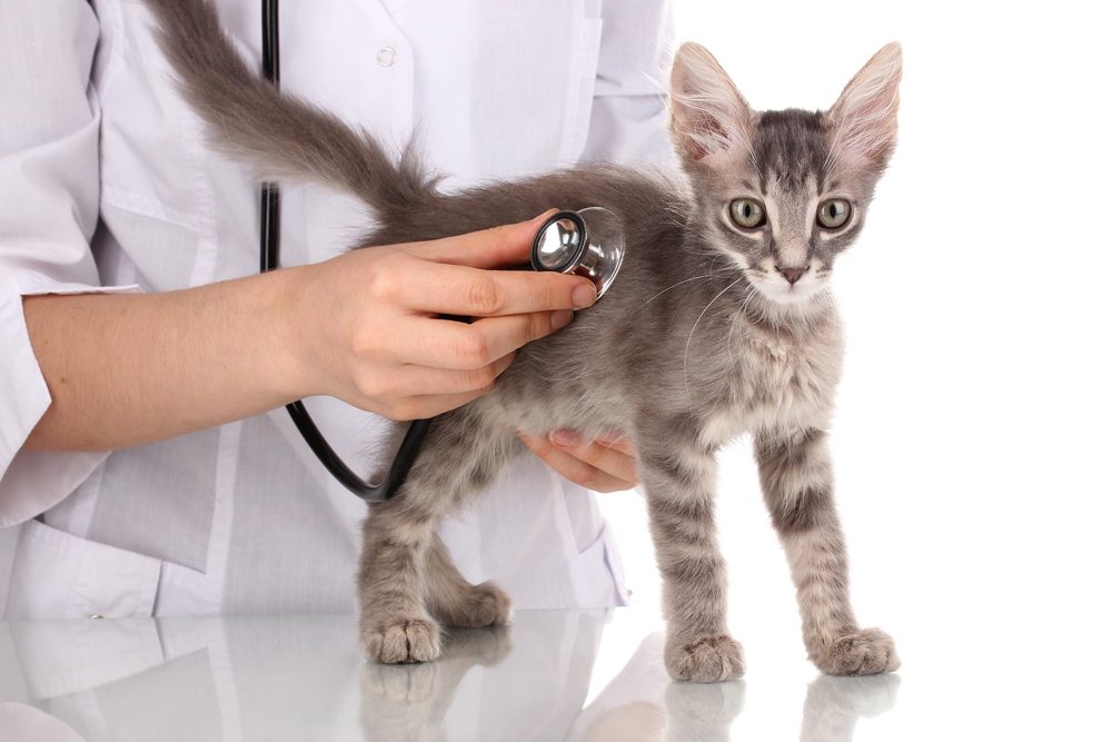 Veterinarian checking cat for heartworm disease