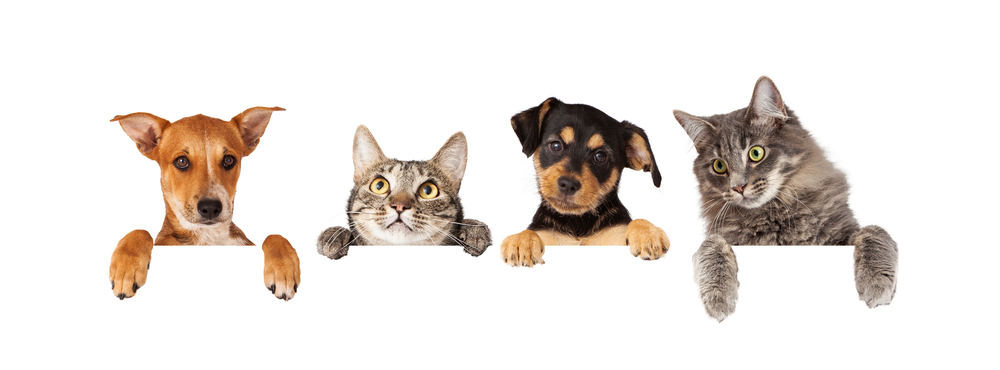 Pet Boarding FAQ | Veterinarian Greensboro | West Market Veterinary Hospital