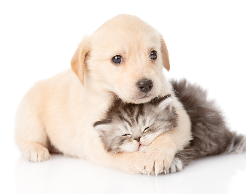 pet wellness exam faq from your veterinarian in greensboro