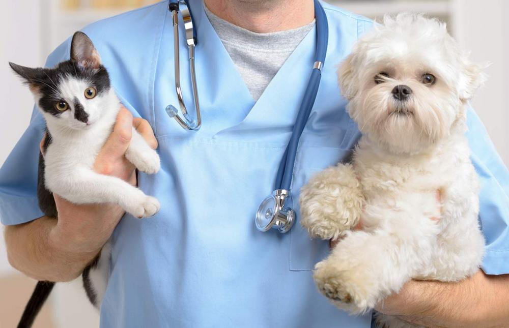 female veterinarian holding a dog and a cat