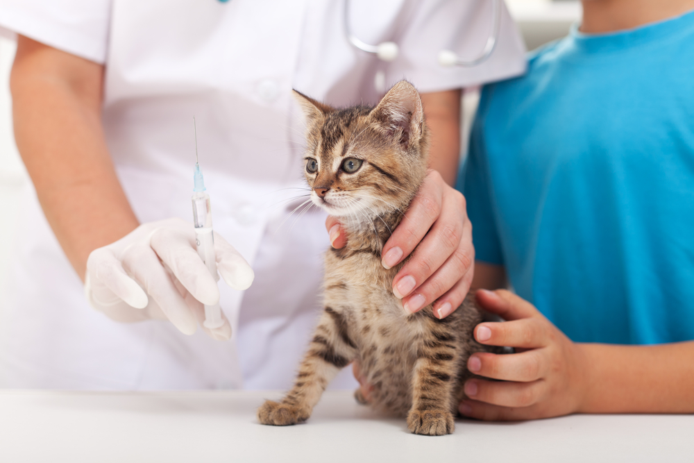 pet vaccinations faq from your veterinarian in greensboro