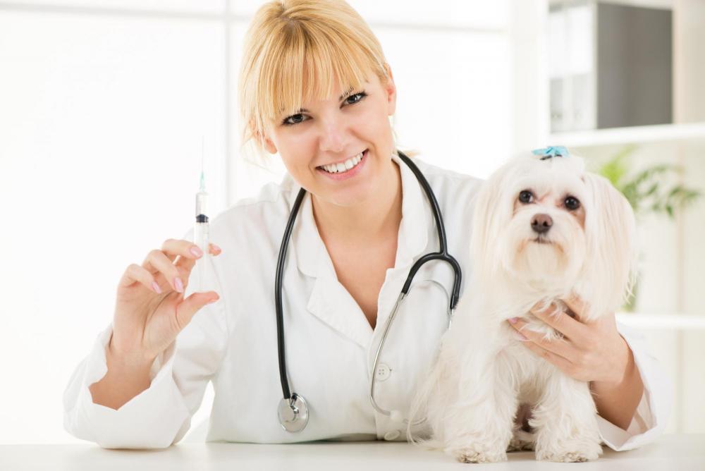 dog vaccinations from our veterinarian in greensboro