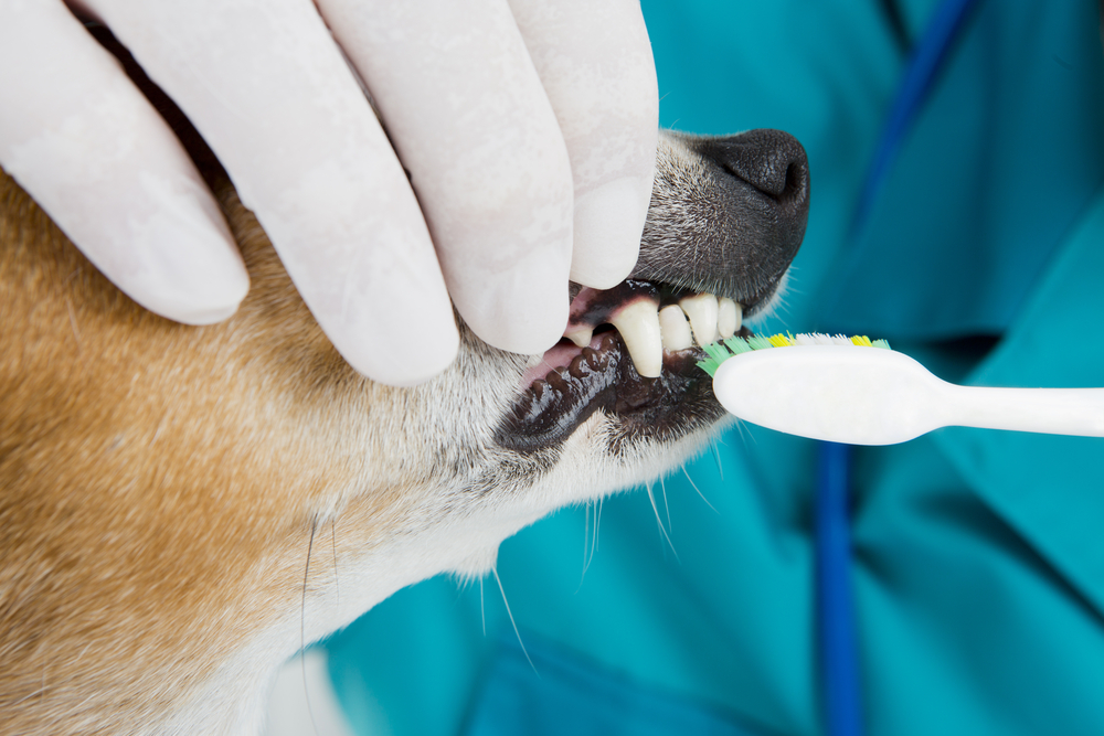 pet dental faq from your greensboro veterinarian 
